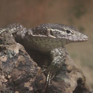 Peacock Monitor (Varanus auffenbergi)
