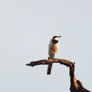 African Pied Wagtail