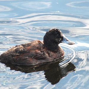 Blue Billed Duck