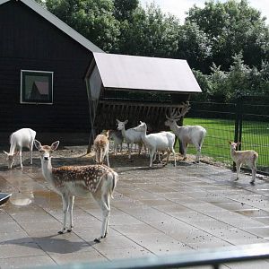 White Fallow Deer