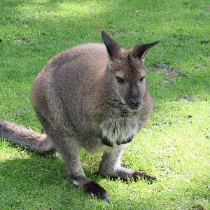 Kangaroo