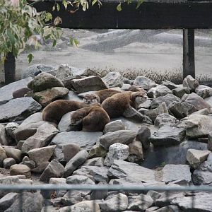 Oriental small-clawed otter