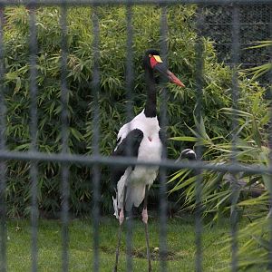 Saddle-billed stork