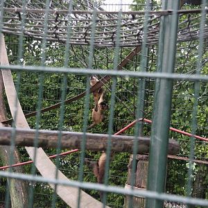 Black-capped capuchins