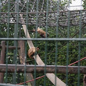 Black-capped capuchins