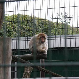 Barbary macaque