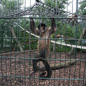 Black-capped capuchins