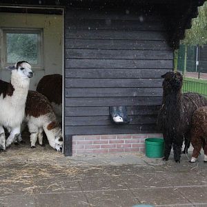 Alpaca