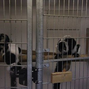 Black-and-white ruffed lemur