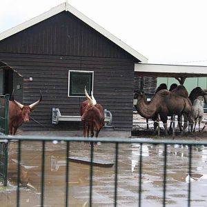 Ankole-Watusi and Bactrian camel
