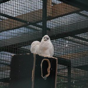 Salmon-crested cockatoo