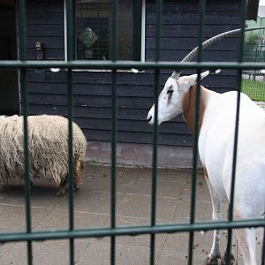 Racka and Oryx