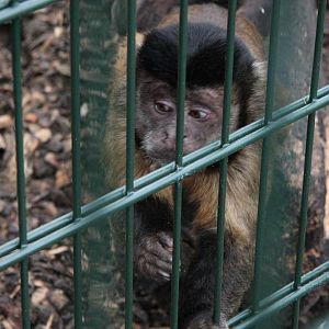 Black-capped capuchins