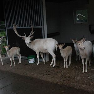 White Fallow Deer