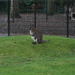 Red-necked wallaby