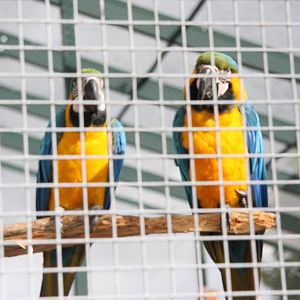 Blue-and-yellow macaw