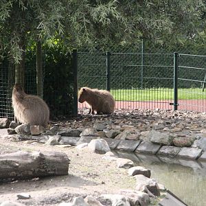 Capybara