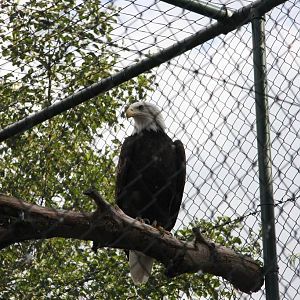 Bald eagle