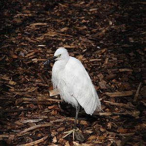 Little egret