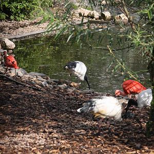 African sacred ibis and Scarlet ibis