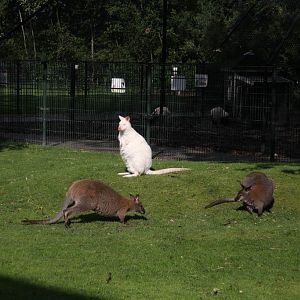 Red-necked wallaby