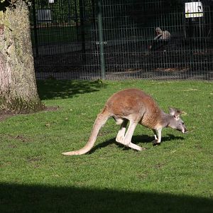 Red kangaroo