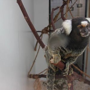 Common Marmoset