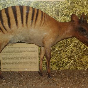 Zebra Ducker (Cephalophus zebra) - stuffed specimen