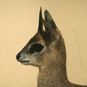 Ethiopian Klipspringer (Oreotragus oreotragus saltatrixoides) male