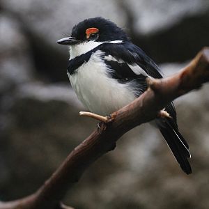 Brown-throated Wattle-eye (Platysteira cyanea) male