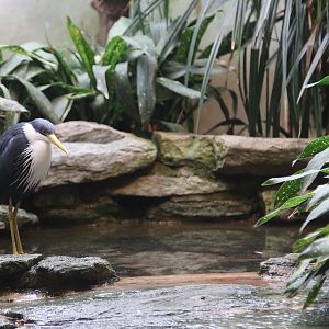 Pied Heron (Egretta picata)