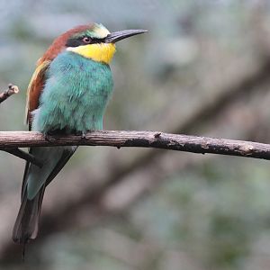 European Bee-eater (Merops apiaster)