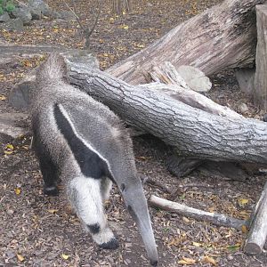 Anteater