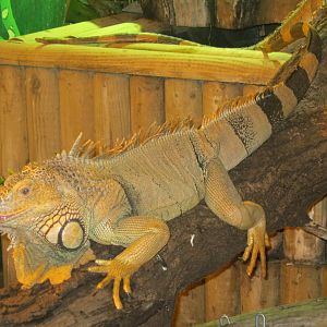 Iguana