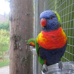 Rainbow Lorikeets