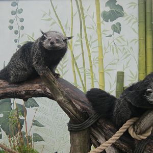 Binturong