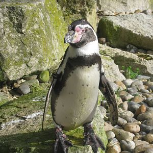 Humboldt Penguin
