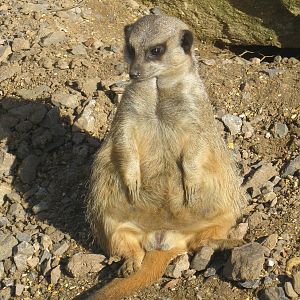 Meerkat