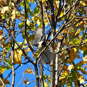 Black-capped Chickadee - Alaska