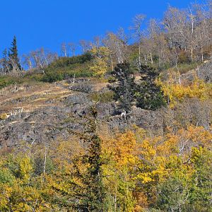 Dall Sheep - Alaska