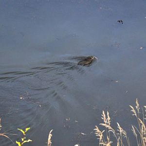 Common Muskrat - Alaska