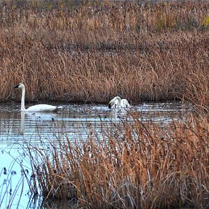 Trumpeter Swans - Alaska