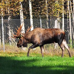 Bull Moose - Alaska