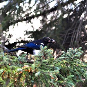 Black-billed Magpie - Alaska