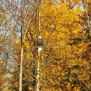 Bald Eagle - Alaska