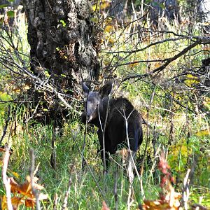 Moose - Alaska