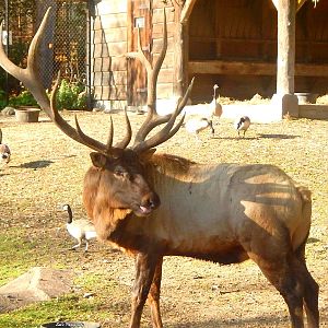 Oct. 2014 - North America - Elk