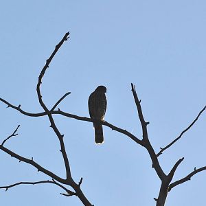Sharp-shinned Hawk - Alaska
