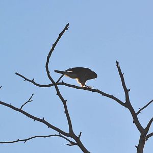 Sharp-shinned Hawk