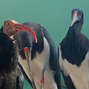 Oct. 2014 - Mahler Family Aviary - Waldrapp Ibis + Adbims Storks